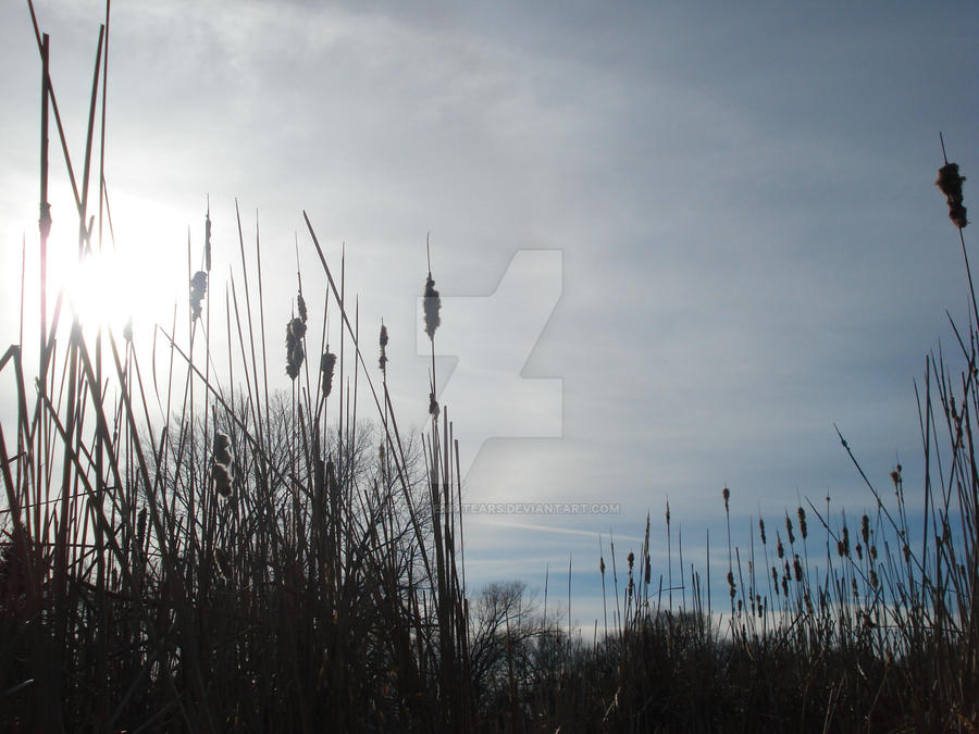 cattails by FieryPhoenixTears on DeviantArt