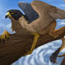 Peregrine Falcon Griffin