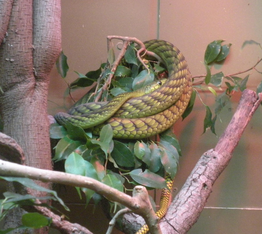 Snake by dragondoodle on DeviantArt