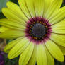 Yellow Daisy