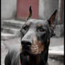 Dobermann.