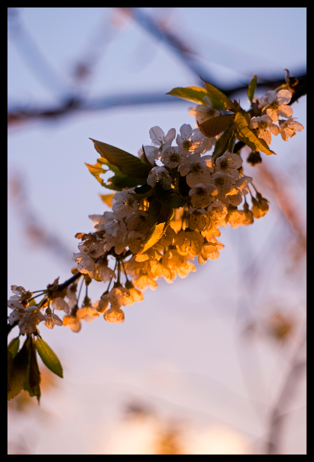 Sunset Blossom