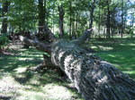 Fallen Tree 3