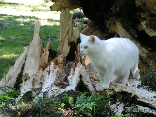 Cat with Broken Trunk 6