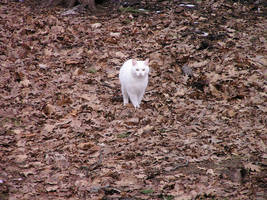 Cat in Leaves