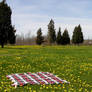 Blanket in Field Background 7