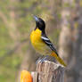 Female Oriole 5