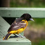 Male Oriole 14