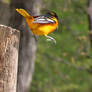 Male Oriole Jumping