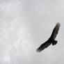 Vulture Flying 1