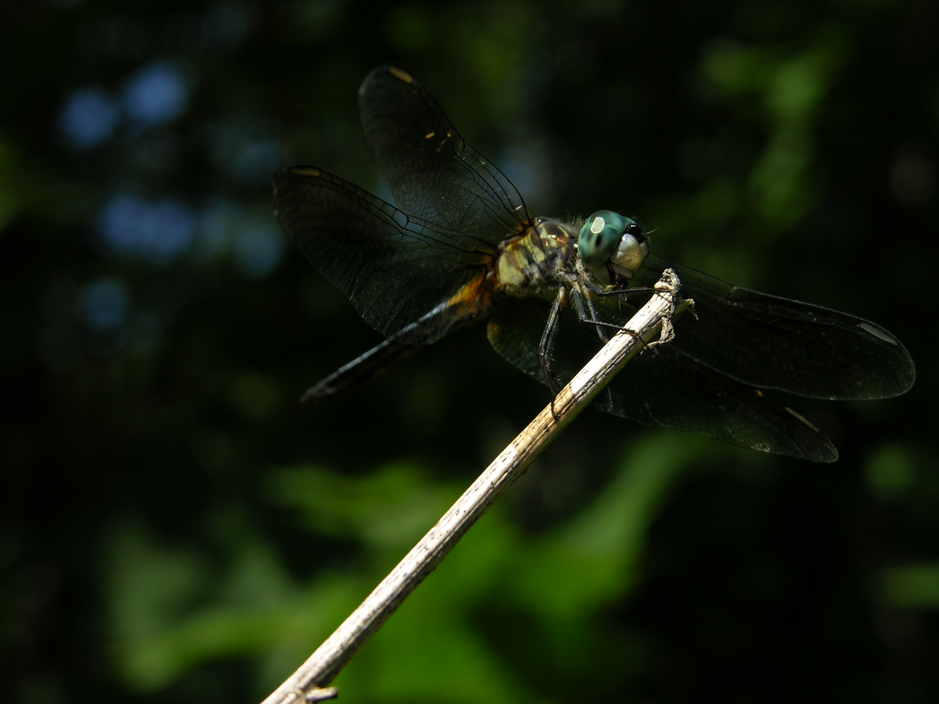 Backyard dragon