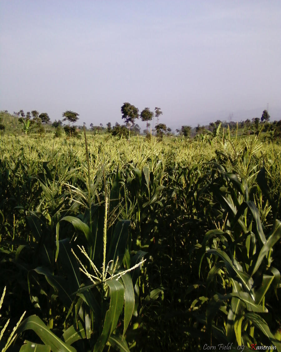 Corn Field