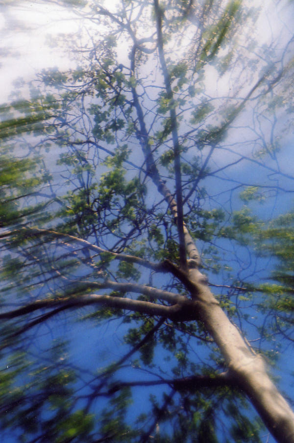 Rootless Tree by abyssful on DeviantArt