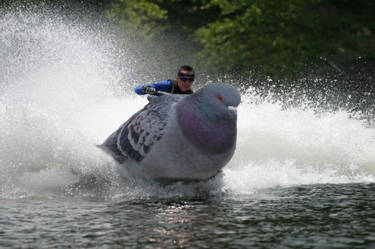 Pigeon Jetski