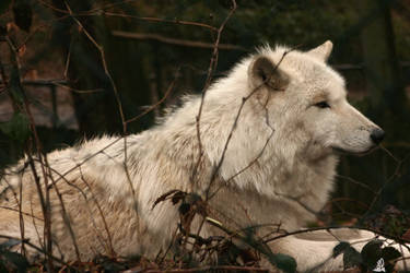 White Wolf