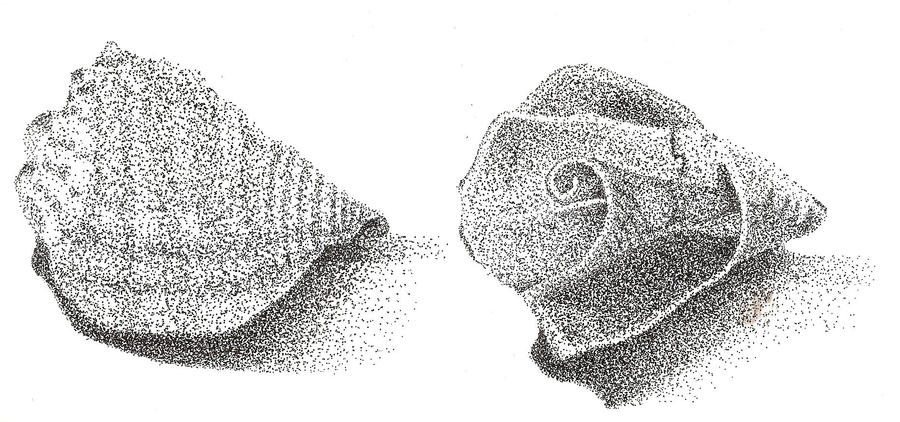 Pointillism Shell Study by Pooflo on DeviantArt