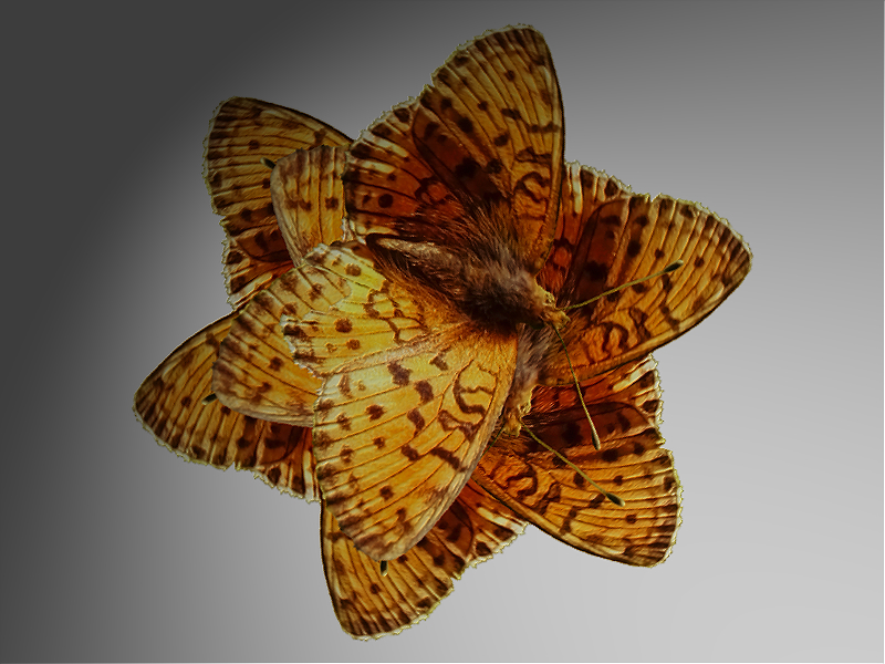 buterfly flower