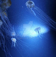 Jellyfish_2