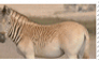 Quagga Project Stamp