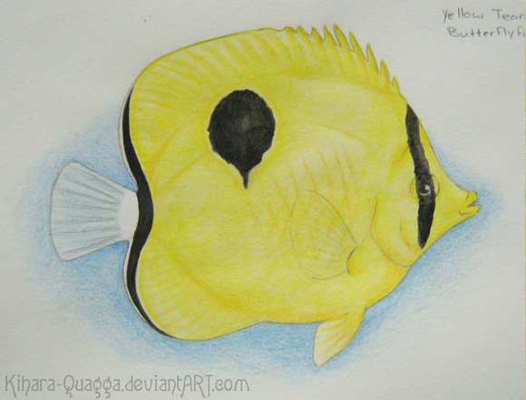 Yellow Teardrop Butterflyfish