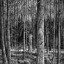 Forest trail in Konigssee