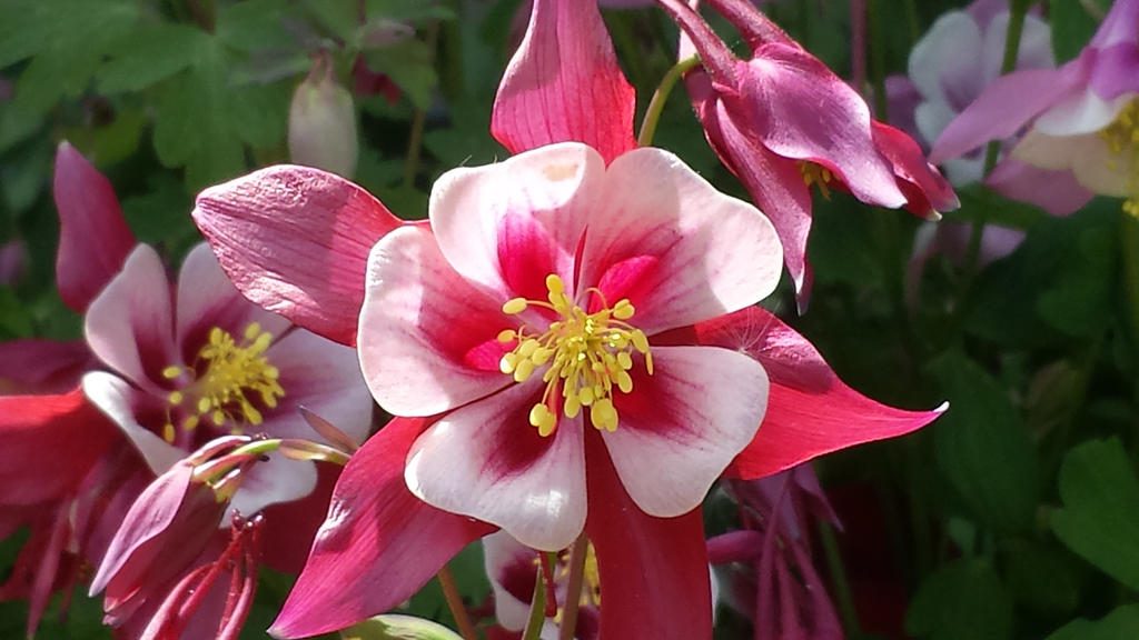 Columbine