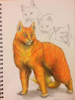 Warrior Cats -- Firestar