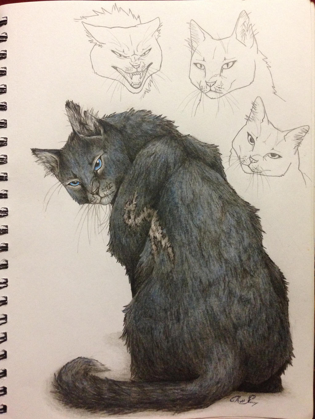 Warrior Cats -- Bluestar by SoooThisIsArt----Wow on DeviantArt Cats Drawing Tumblr