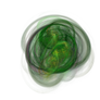 Green Warp