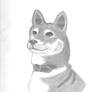 Shiba Inu Sketch