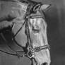 Equine Head Study