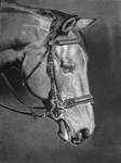 Equine Head Study by joniwagnerart