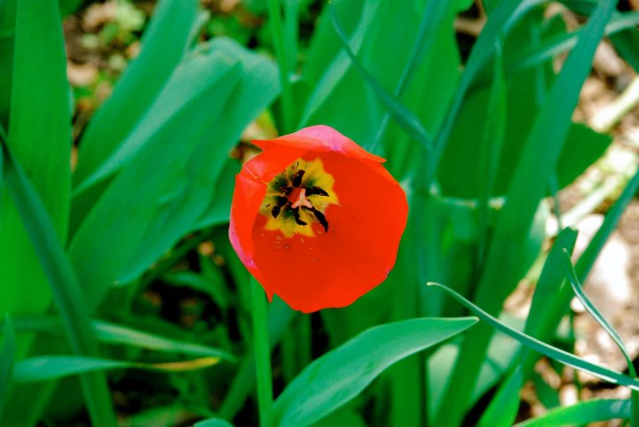 red bloom