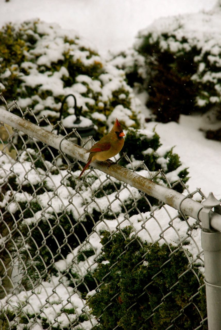 female cardinal