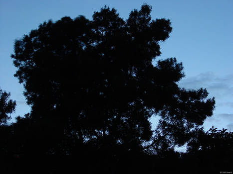 Night Tree