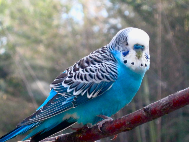 Blue Parakeet