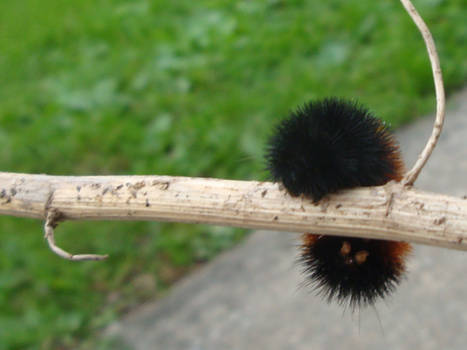 Wooly Bear