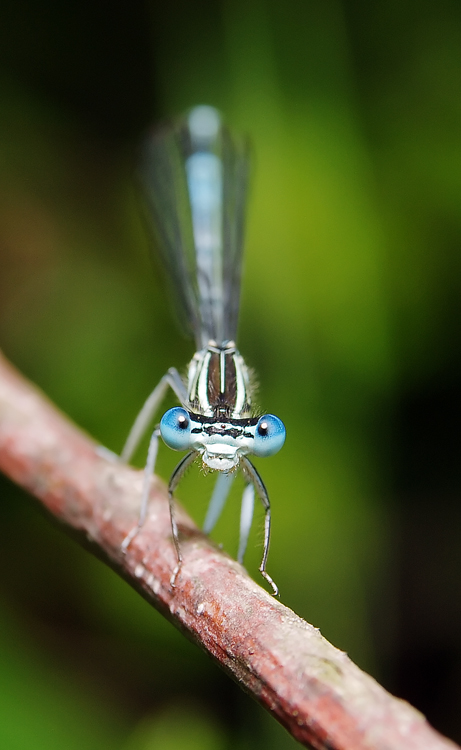 Damselfly 1