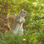 squirrel 2