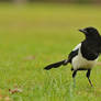 Eurasian Magpie