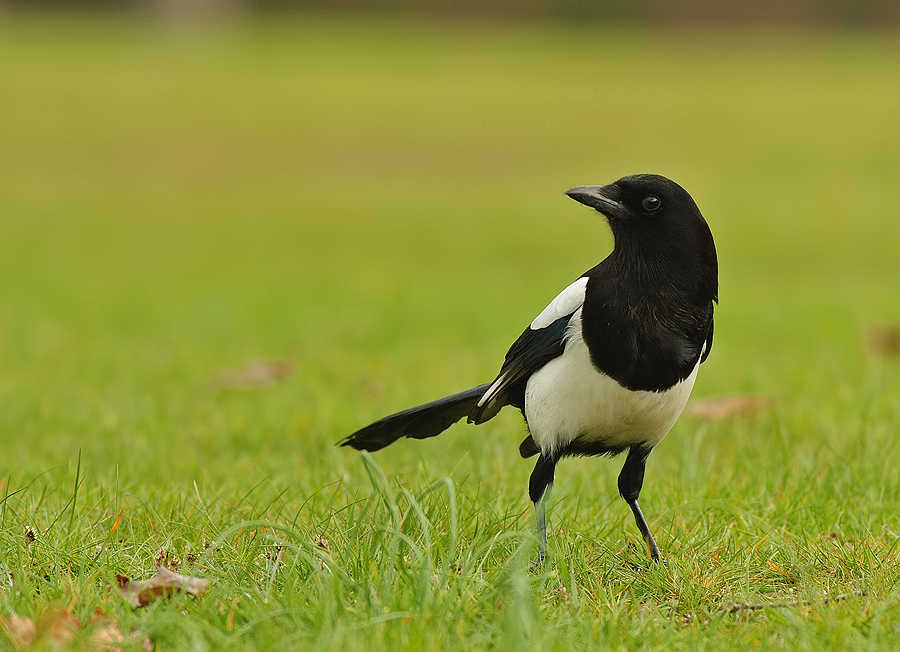 Eurasian Magpie