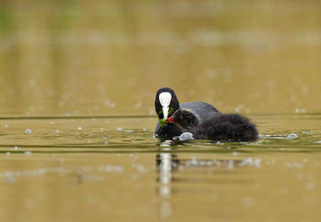 coots