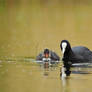 coots 2