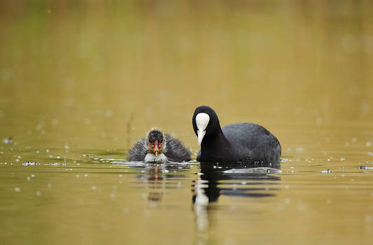 coots 2