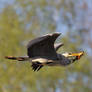 great blue heron 3