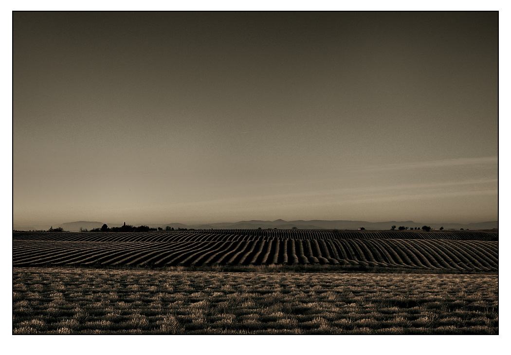 Lavender Fields