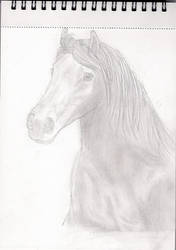 Equus