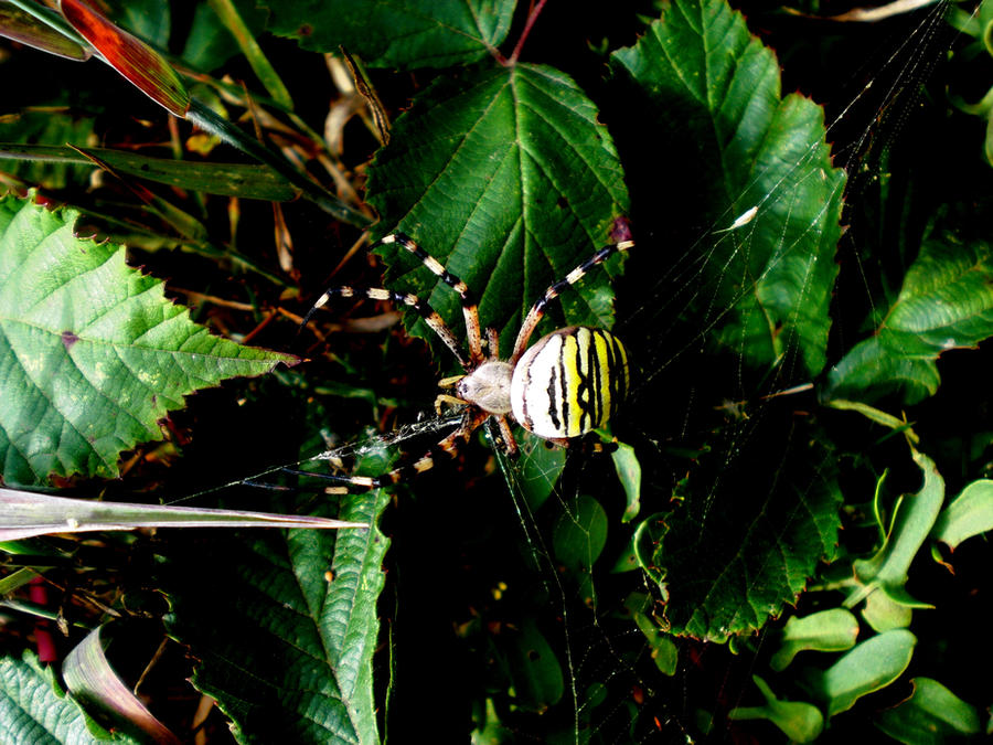 Spider Insect Deviantart SPiDER by TurquoiseLady on DeviantArt