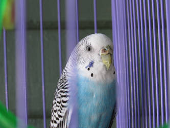 Parakeet