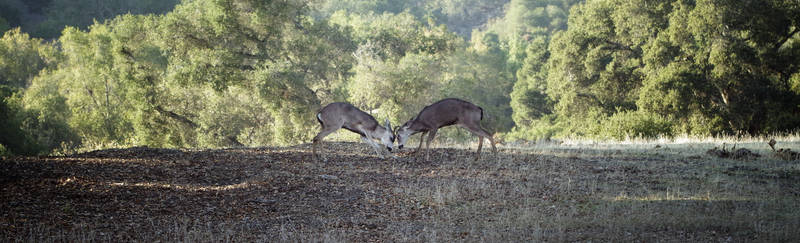 Deer fight